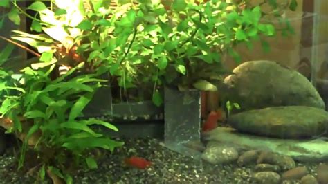Maybe you would like to learn more about one of these? Fluval Edge Aquarium Growing Live Plants Successfully ...