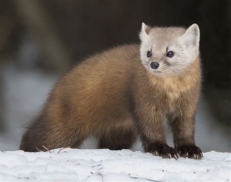 Just Announced Wildlife And Birds Of Prey In Ontario — Kevin Pepper