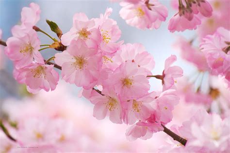 Cherry Blossom Wallpapers Top Nh Ng H Nh Nh P