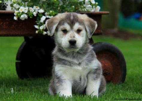 Golden husky always impresses by his appearance & hunting talent to peoples, even traveled with immigrants to america. Golden Retriever Husky Mix - Goberian Puppies