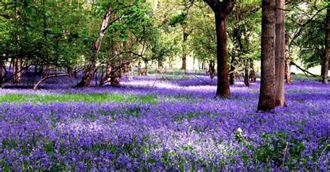 Best Places To See Bluebells In The West Midlands This Spring