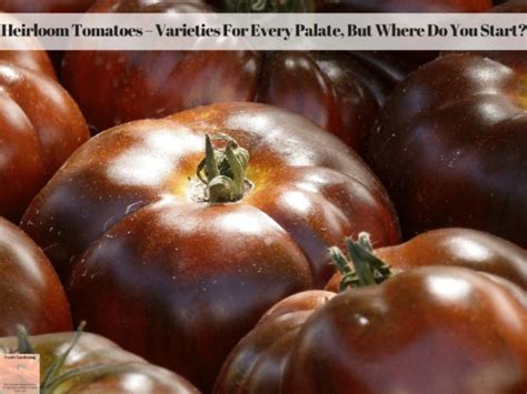 Easy To Grow Tomatoes Ideal For Container Gardens Exotic Gardening