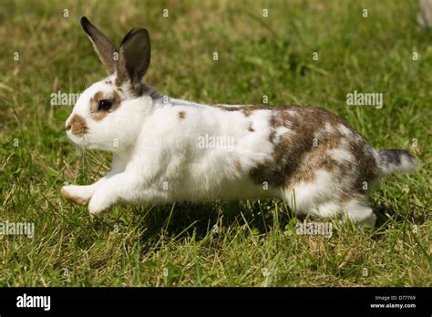 Side View Running Rabbit Hi Res Stock Photography And Images Alamy