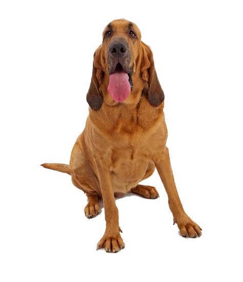 Adoptable Dogs East Tennessee Bloodhound Rescue
