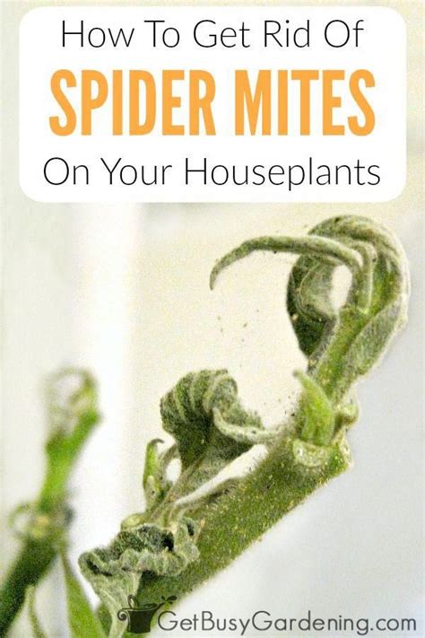 How To Get Rid Of Spider Mites On Houseplants For Good With Images