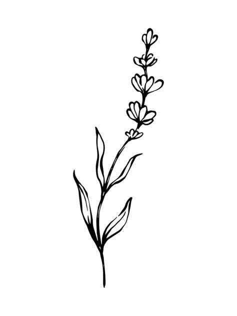 Lavender Hand Drawn Black And White Botanical Illustration Linear