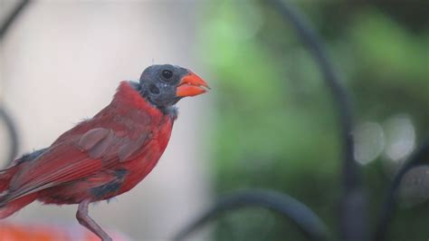 Saw Something Like This Not My Photo Recently A Bald Cardinal What