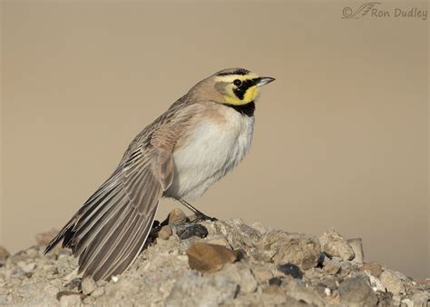 My First Horned Lark Photos Of The Year Feathered Photography