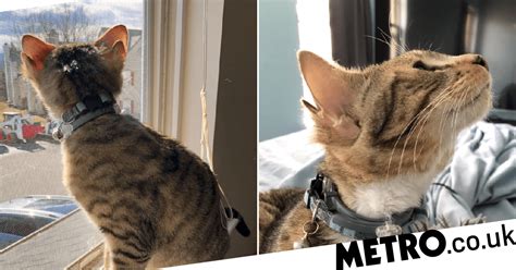 Cat Born With Four Ears Finds His Forever Home Metro News