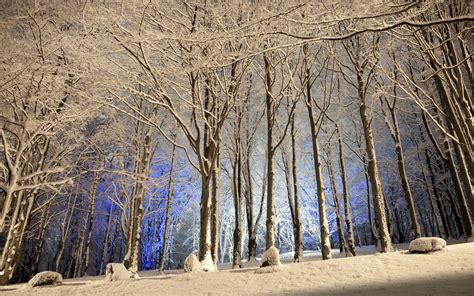 Nature Trees Forest Winter Snow Seasons Wallpapers Hd Desktop