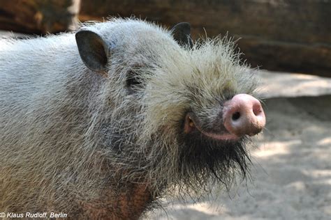 Bornean Bearded Pig Pig Pig Images Animals Wild