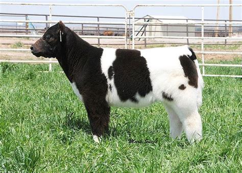 Fluffy Cows Adorably Stylish Show Cattle With Luxurious