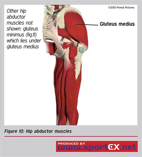 Hip Abductor Muscle Anatomy