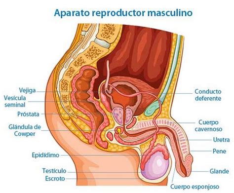 Dibujo Del Aparato Reproductor Masculino Y Sus Partes Kulturaupice My