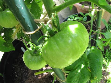 These tomato seeds israel are organic and possess a high germination rate. Statistics - a mid season tomato progress report - From ...