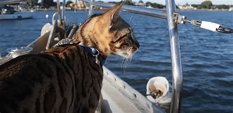 Boating With Cats Cruising And Living On A Boat With A Cat Pontooners