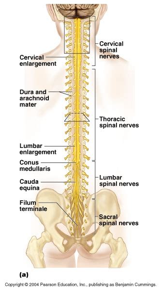 • spinal cord is segmented anatomically • input and output occurs in groups of rootlets. CH 13 Peripheral Nerve Terminology