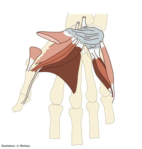 Flexor Pollicis Brevis Origin And Insertion