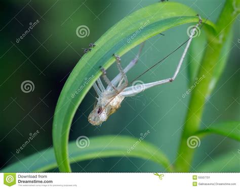 Save your dollars for your business. The Coat Of The Grasshopper. Stock Image - Image of molt ...