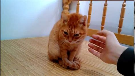 Cat Kneeling Youtube