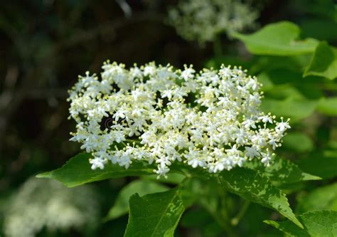 Blooming Elderflower Stock Image Image Of Fragrant Bush 94165451