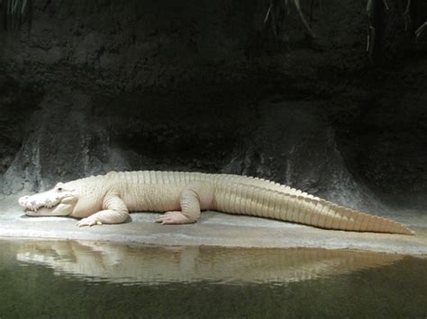 Do White Alligators Really Exist On Earth