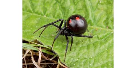 A male black widow spider prepares to mate with a female. Top 10 Myths About Spiders | Alternative