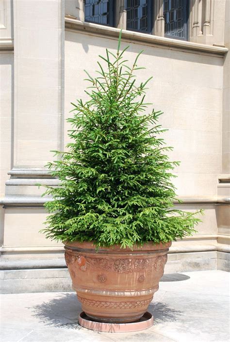 Potted Evergreens How To Care For In Winter Protect
