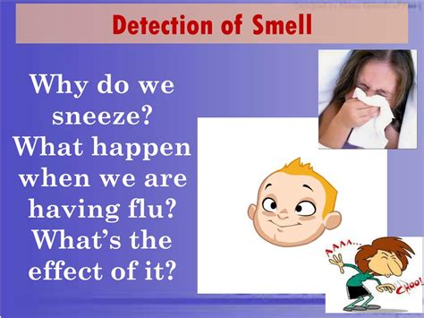 Ppt 13 Sense Of Smell Powerpoint Presentation Free Download Id