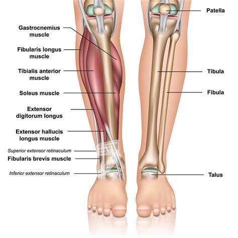 Gastrocnemius Muscle Calf Muscle Plantar Flexion Movement Britannica