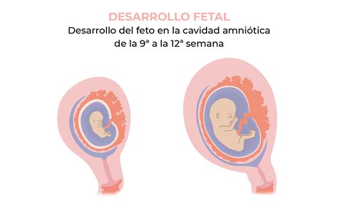 Top 110 Embarazo De 9 Semanas De Gestacion Imagenes Theplanetcomicsmx