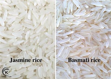 Jasmine Rice Is So Much Different From Basmati Rice