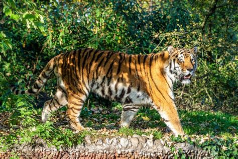 The Siberian Tigerpanthera Tigris Altaica In The Zoo Stock Photo