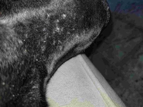 What Are Little Bumps On Dogs Skin