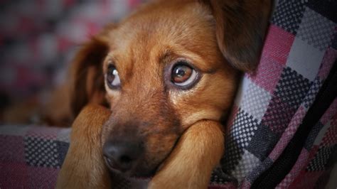 ¿por Qué Los Perros Lloran Cuando Ven A Su Dueño Beagle Spain Tu