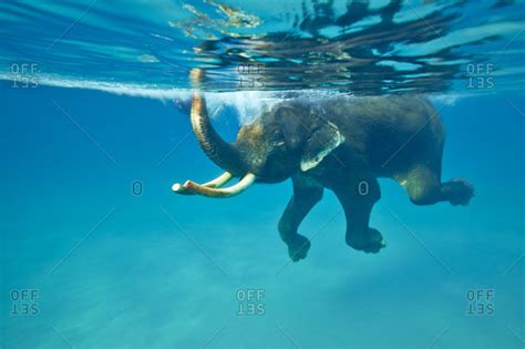 Swimming Elephant Havelock Island Andaman Islands Union Territory
