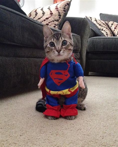 18 Of The Cutest Most Terrifying Cat Costumes For