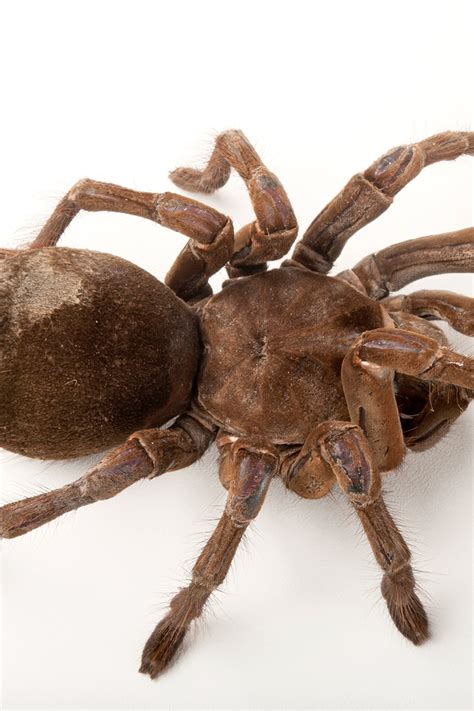Largest Arachnid Species