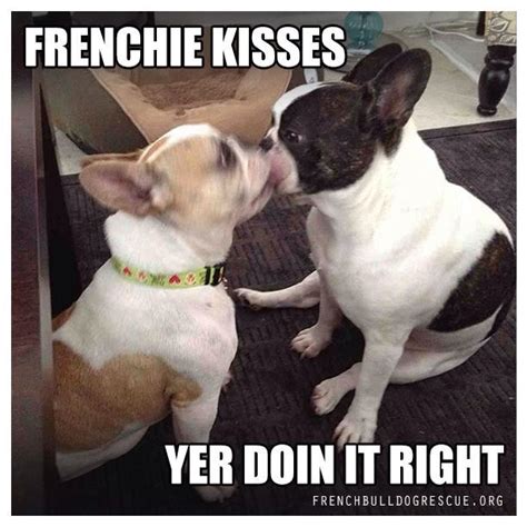 There are a number of reputable frenchie rescue organizations throughout the usa. French Bulldog Rescue Network | French bulldog, French ...