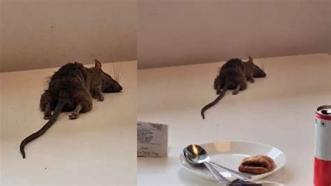 Dead Rat Falls From Ceiling At Bangalores Ikea Twitter Users Disgusted See Viral Image