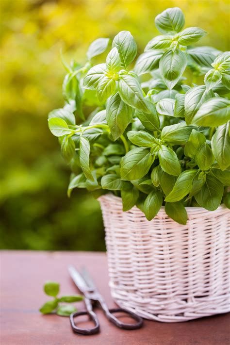 Basil Plant Care How To Grow And Harvest Basil At Home Obsigen