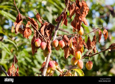 A Victoria Plum Tree Dying From A Disease Stock Photo Alamy My Xxx