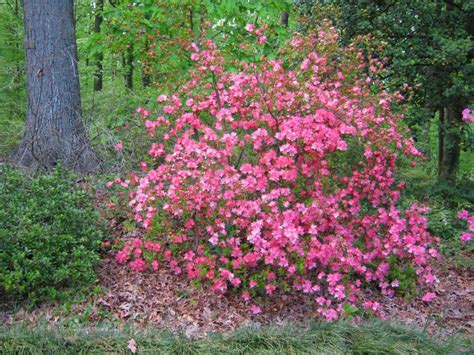 Azalea is the common name for various flowering shrubs within the plant genus rhododendron, characterized by the lack of scales on the underside of the generally thin, soft, and pointed leaves, and typically having terminal blooms (one flower per stem), flowers with five or six stamens. Future Plants by Randy Stewart: Azaleas -Evergreen Hybrids