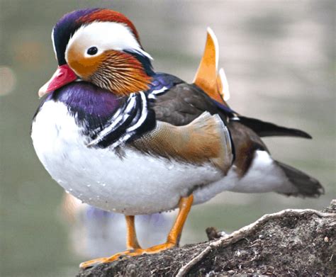 15 Wonderful Mandarin Duck Facts Animal Stratosphere