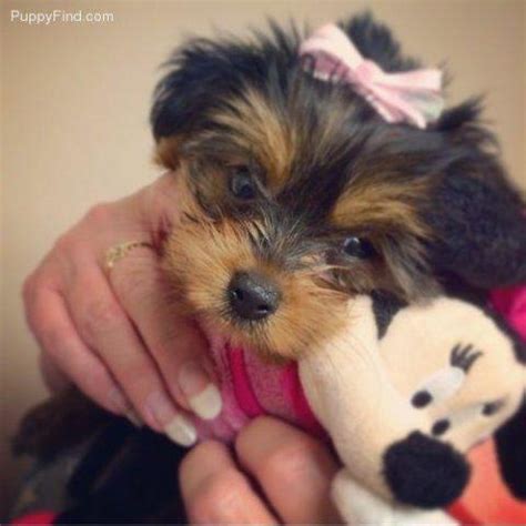 Teacup yorkie puppies for sale. Adorable AKC Yorkie Female - Pepsi - 11 Weeks Old for Sale ...