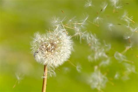 How To Control Dandelions