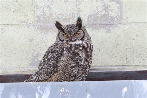 Great Horned Owl Michael Loyd Flickr