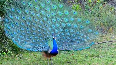 Top 10 Most Beautiful Birds In The World Video Beautiful