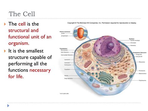 Ppt Cell Biology Cell Structure And Function Powerpoint Presentation