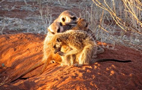 Meerkat Meerkat Photos South African Wildlife South African Meerkats